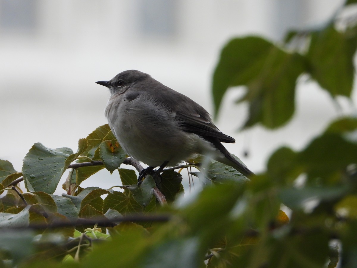 Northern Mockingbird - ML624134478