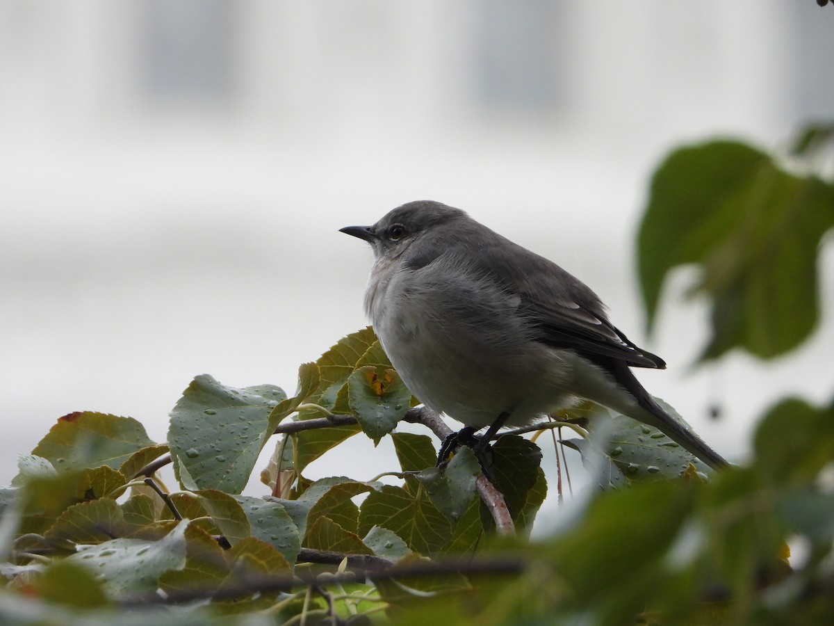 Northern Mockingbird - ML624134479