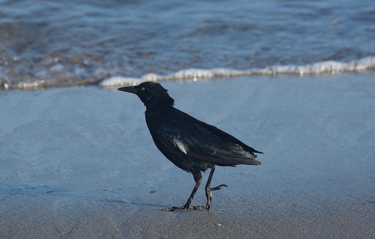 Great-tailed Grackle - ML624134484