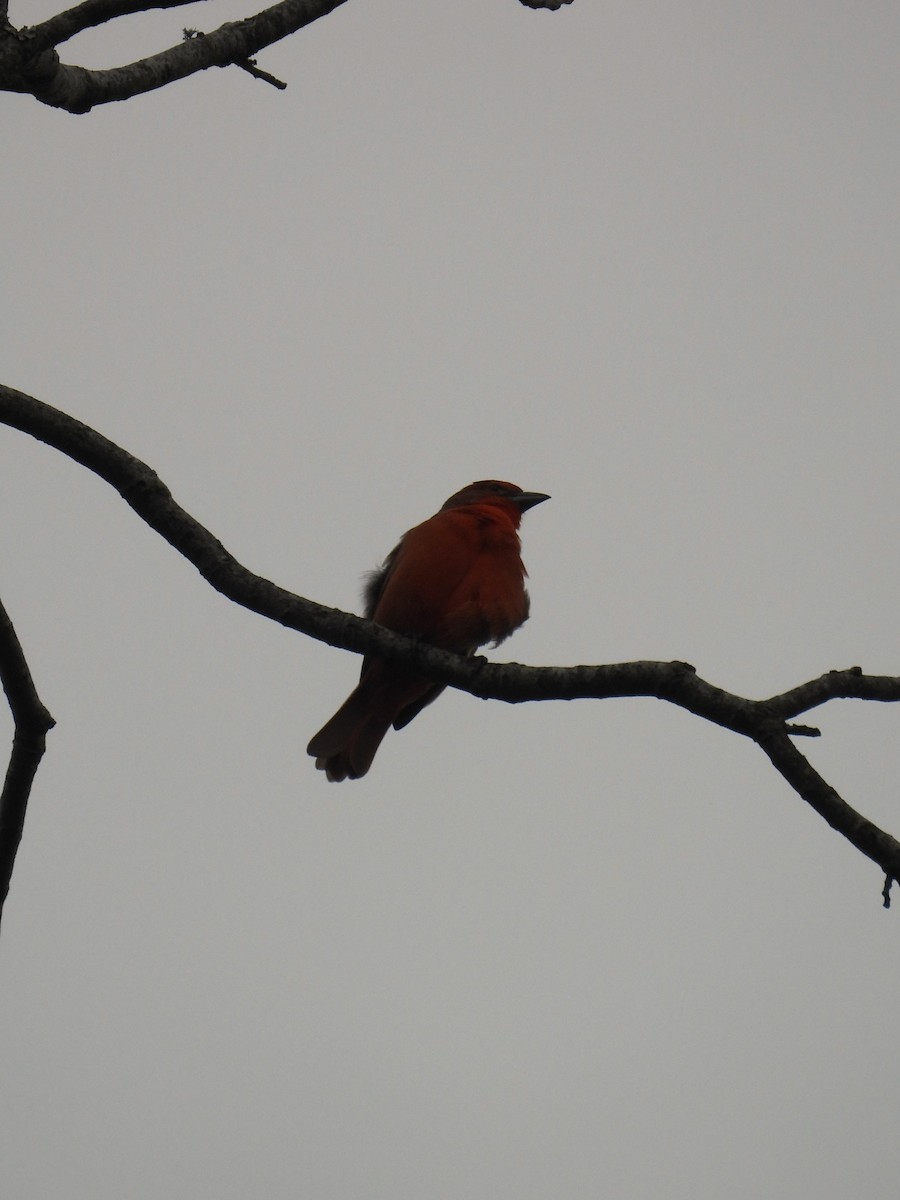 Hepatic Tanager - ML624134485