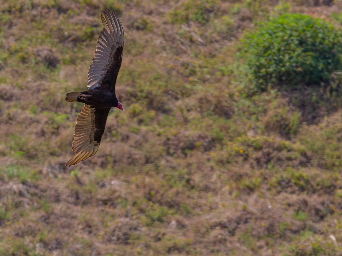 Turkey Vulture - ML624134502