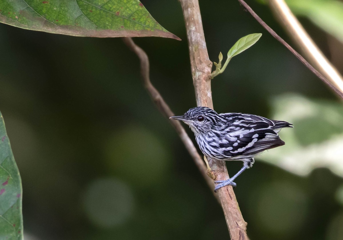 Guianan Streaked-Antwren - ML624134526