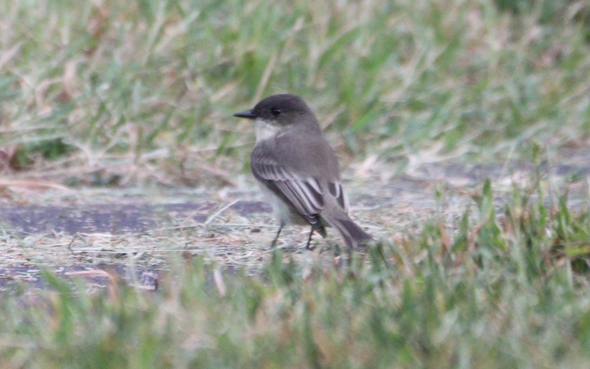 Eastern Phoebe - ML624134528