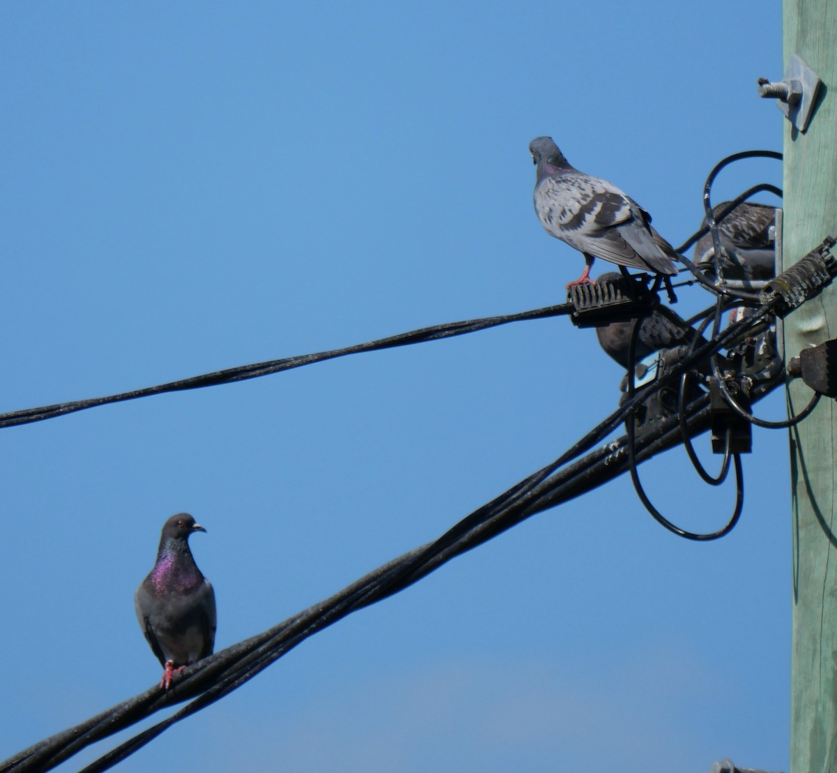 Rock Pigeon (Feral Pigeon) - ML624134544