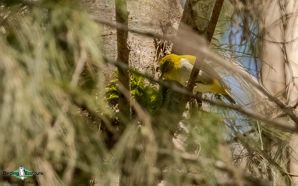 New Guinea White-eye - Andy Walker - Birding Ecotours