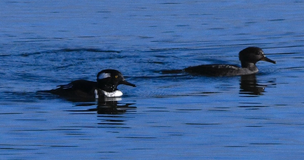 Hooded Merganser - ML624134557