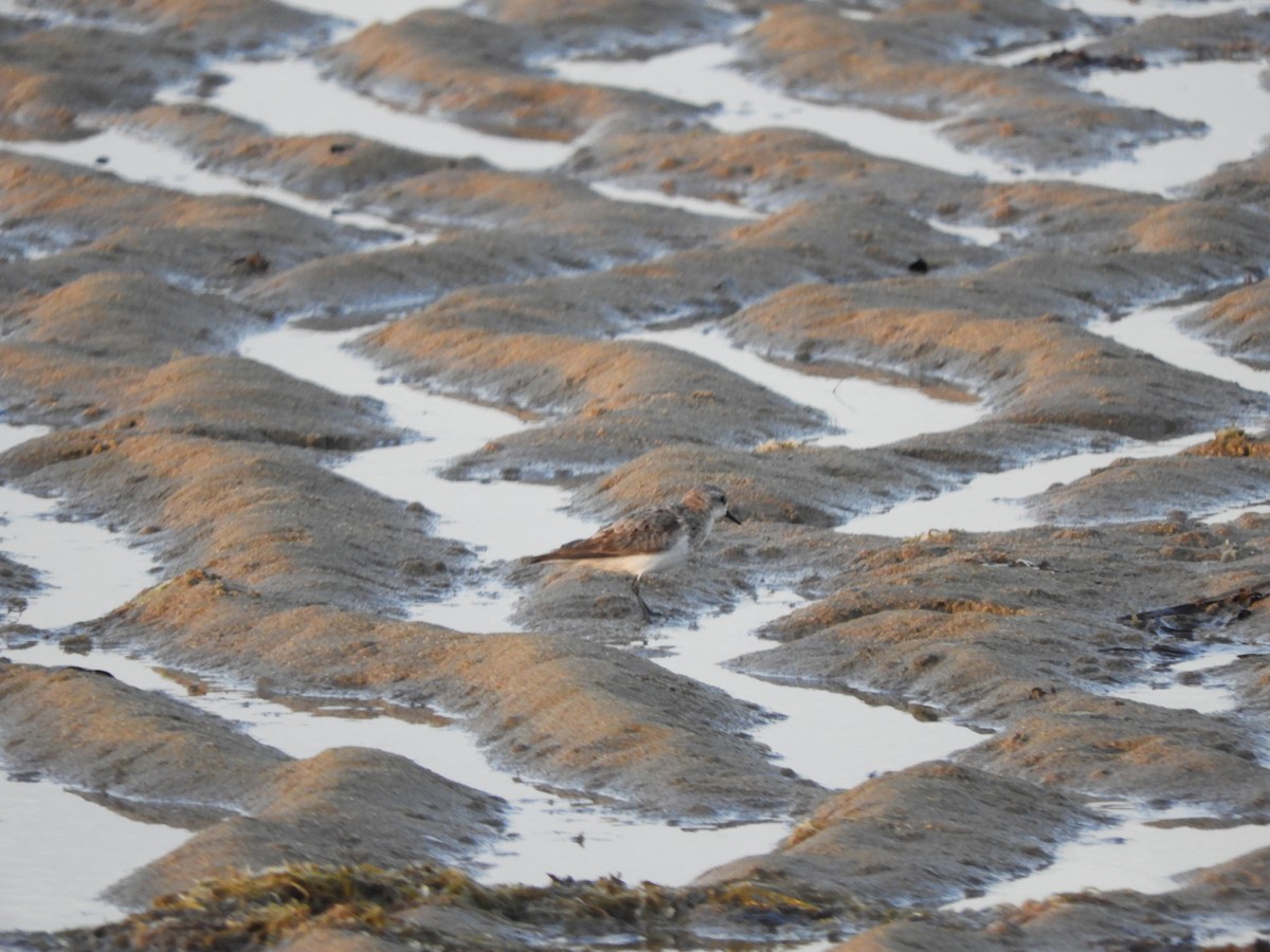 Gray-tailed Tattler - ML624134562