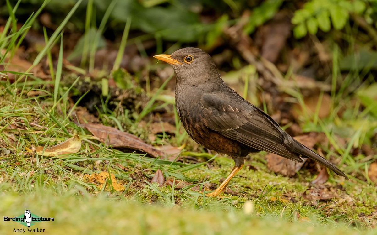 Island Thrush (Papuan) - ML624134565