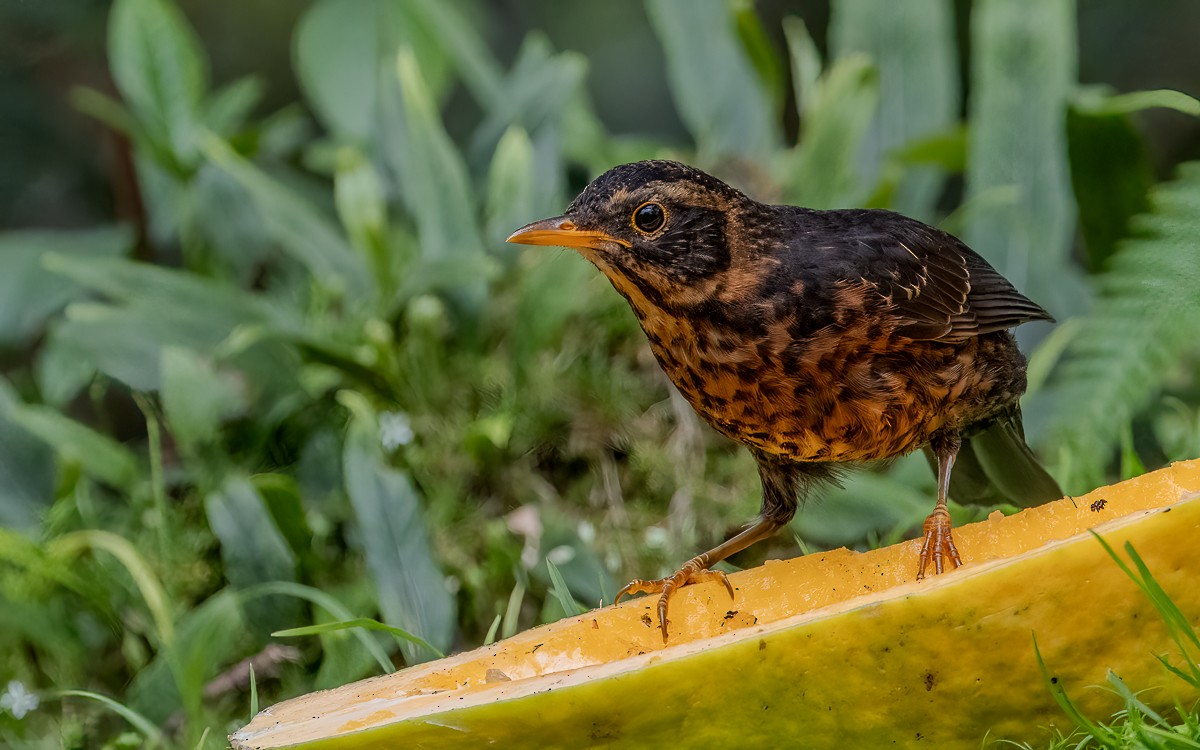 Island Thrush (Papuan) - ML624134566