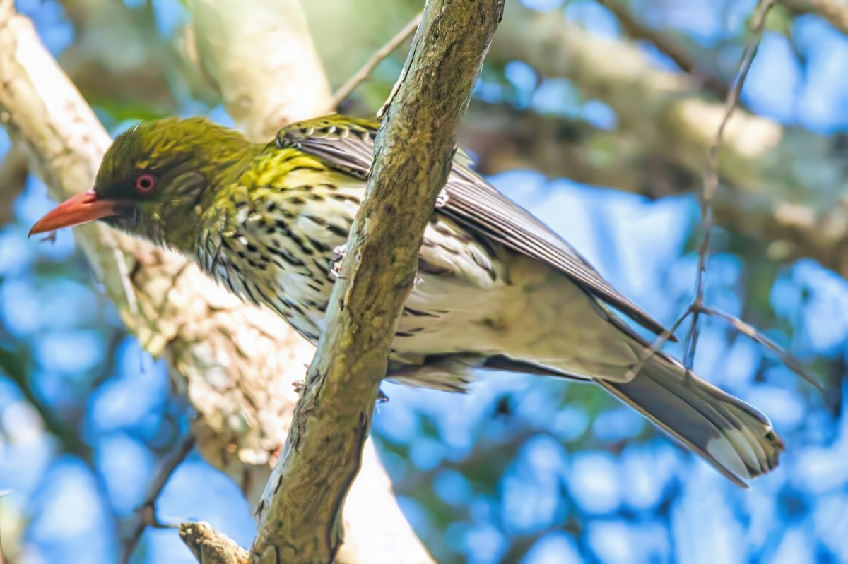 Olive-backed Oriole - Alfons  Lawen