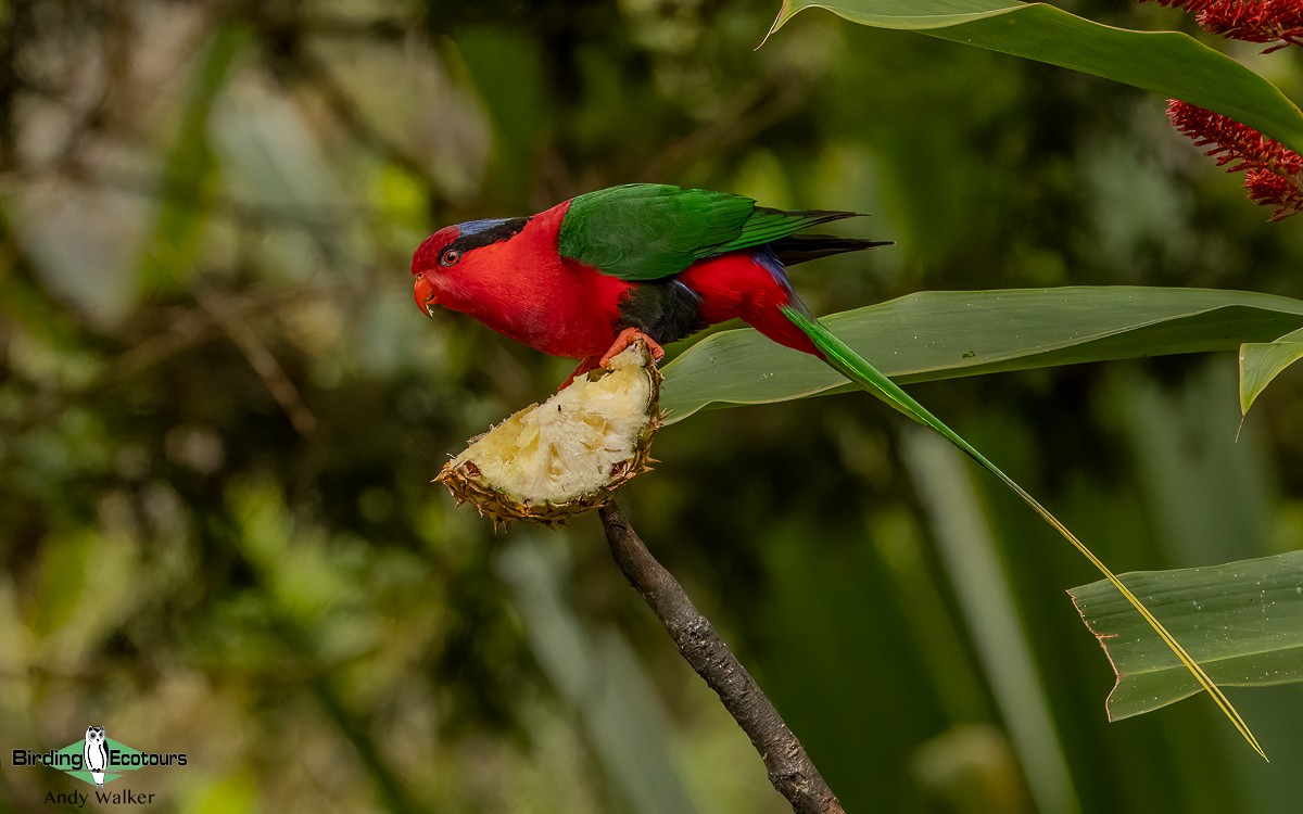 Stella's Lorikeet - Andy Walker - Birding Ecotours