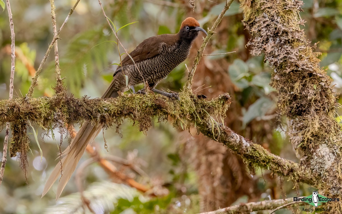 Brown Sicklebill - ML624134586