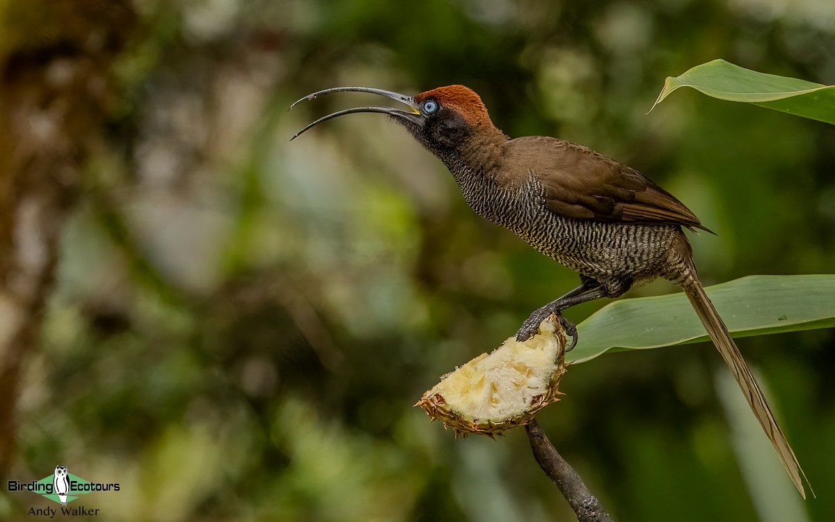 Brown Sicklebill - ML624134589