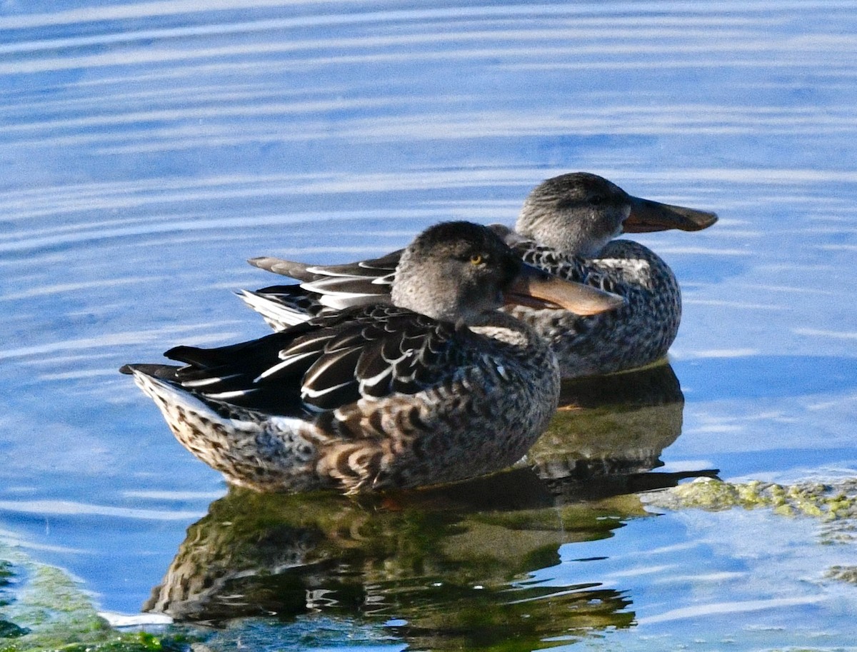 Northern Shoveler - ML624134596