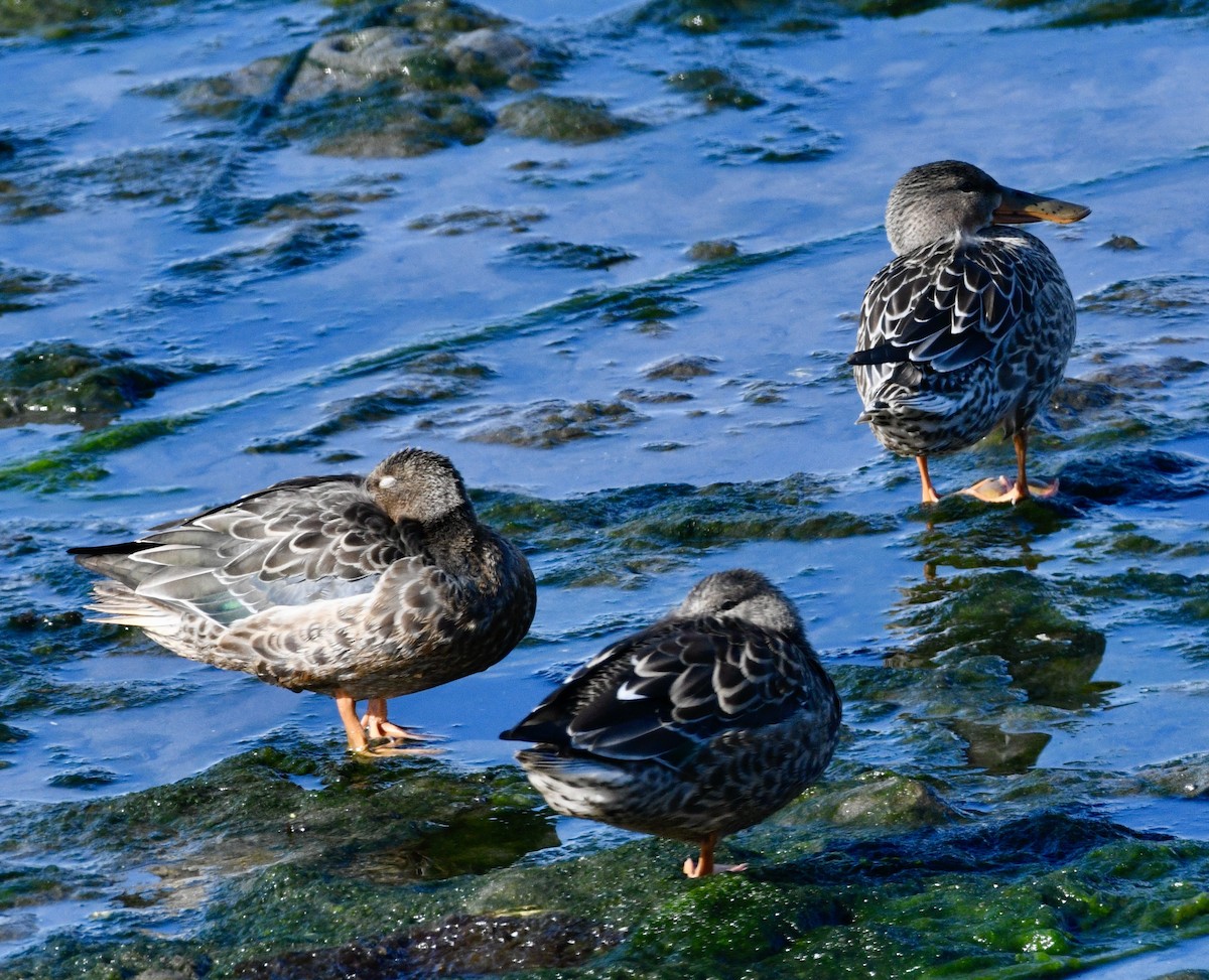 Northern Shoveler - ML624134597