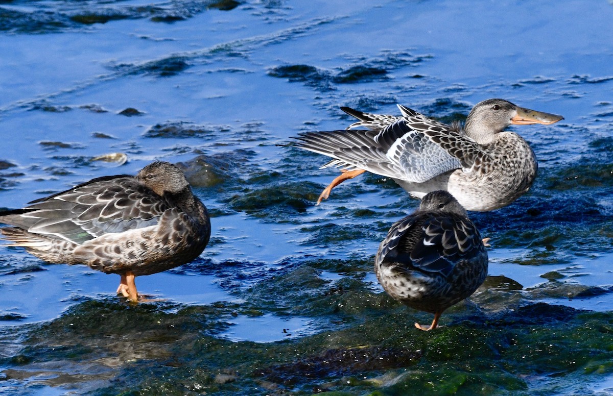 Northern Shoveler - ML624134598