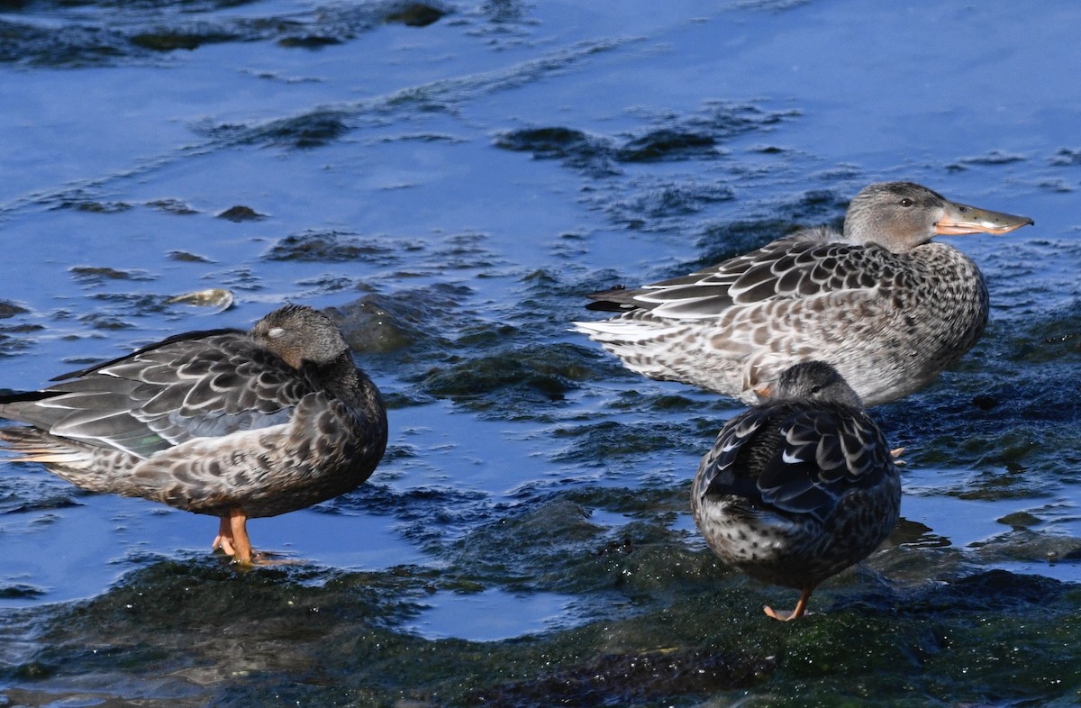 Northern Shoveler - ML624134599