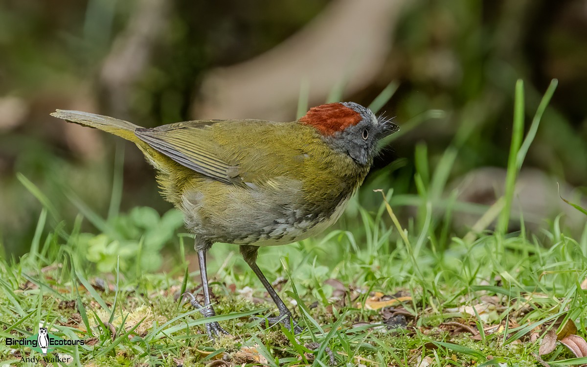 Rufous-naped Bellbird - ML624134602