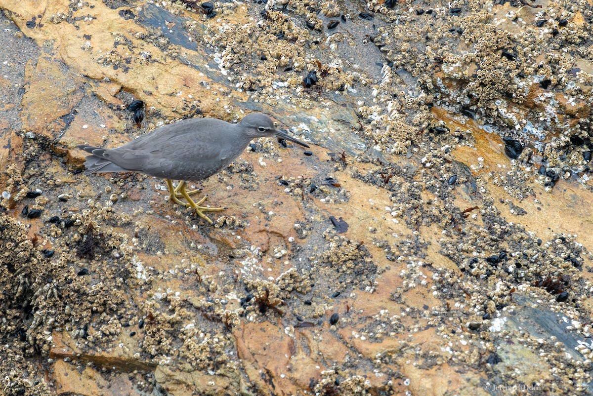 Wandering Tattler - ML624134614