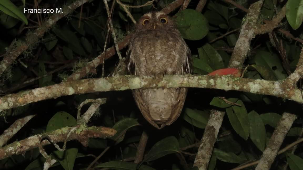 Puntarenas Screech-Owl (undescribed form) - Jesús Obando Chavarría