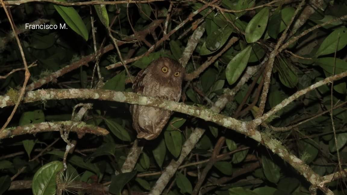 Puntarenas Screech-Owl (undescribed form) - Jesús Obando Chavarría