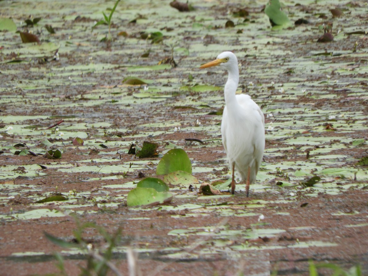 Plumed Egret - ML624134633