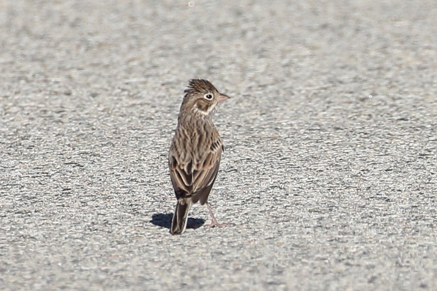 Vesper Sparrow - ML624134645