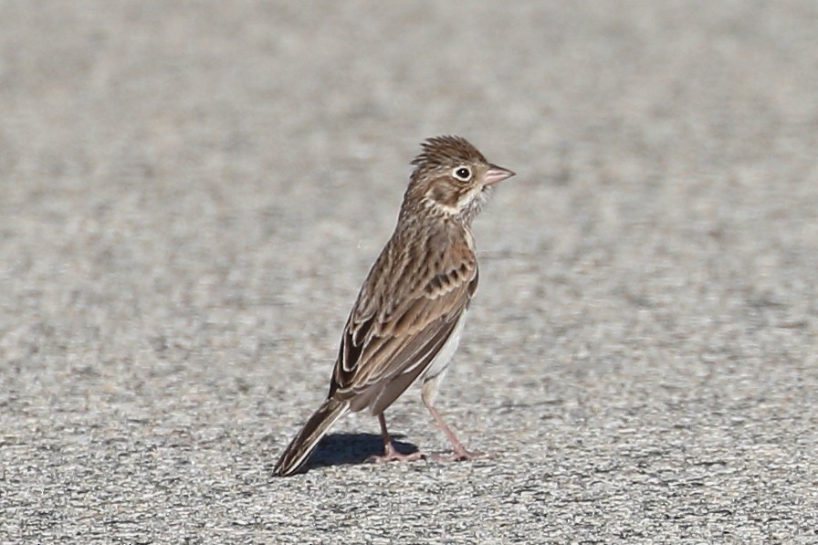 Vesper Sparrow - ML624134650