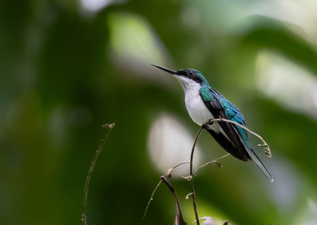 Black-eared Fairy - ML624134658