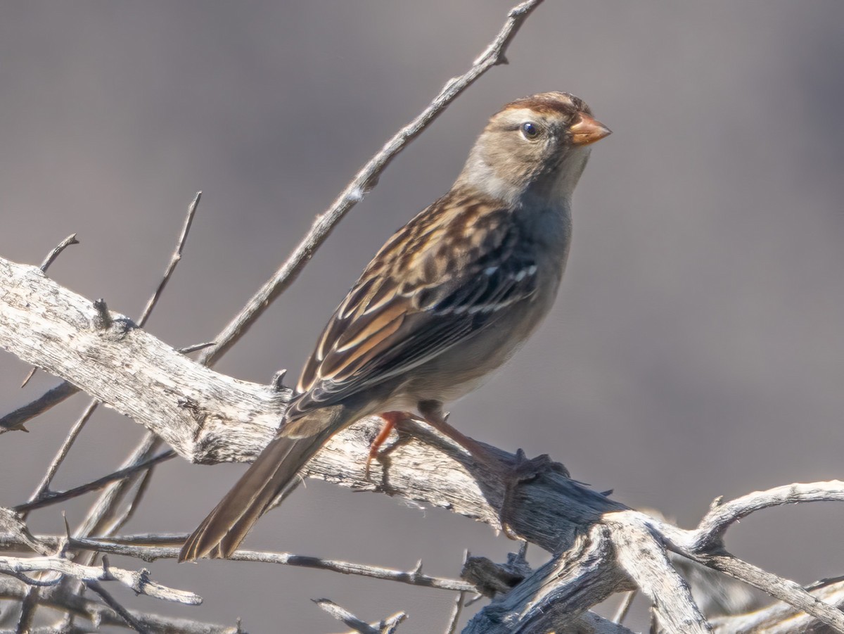 White-crowned Sparrow (Gambel's) - ML624134675