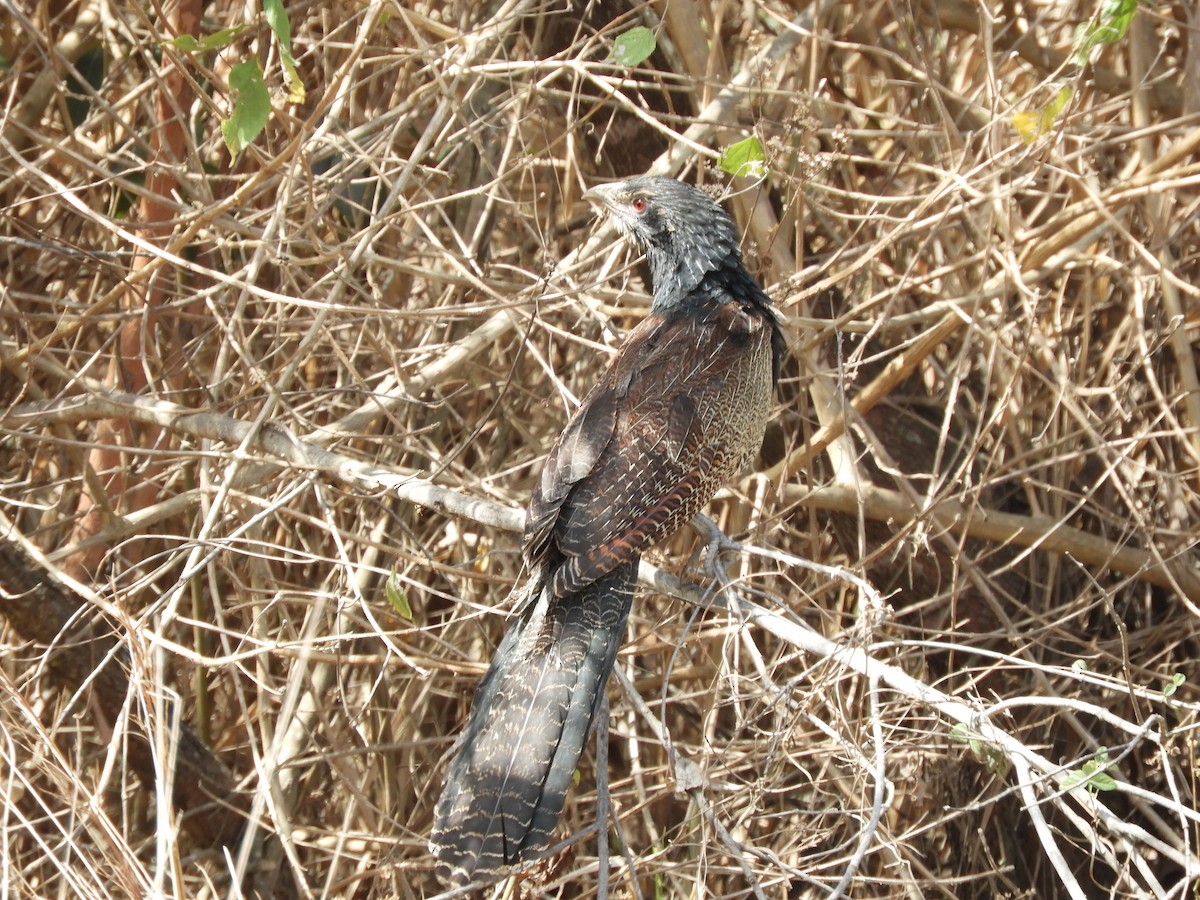 Pheasant Coucal - ML624134677