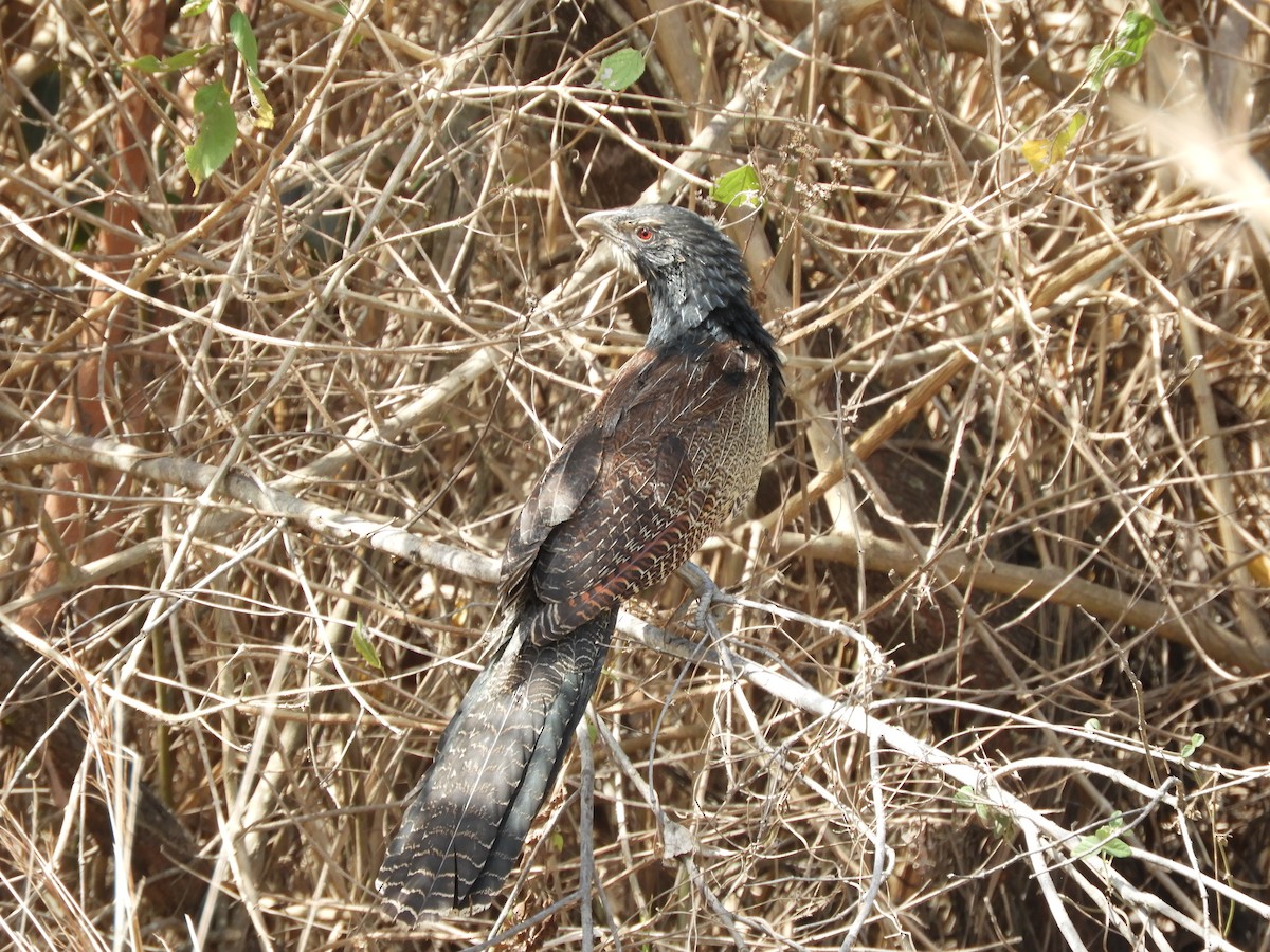 Pheasant Coucal - ML624134679