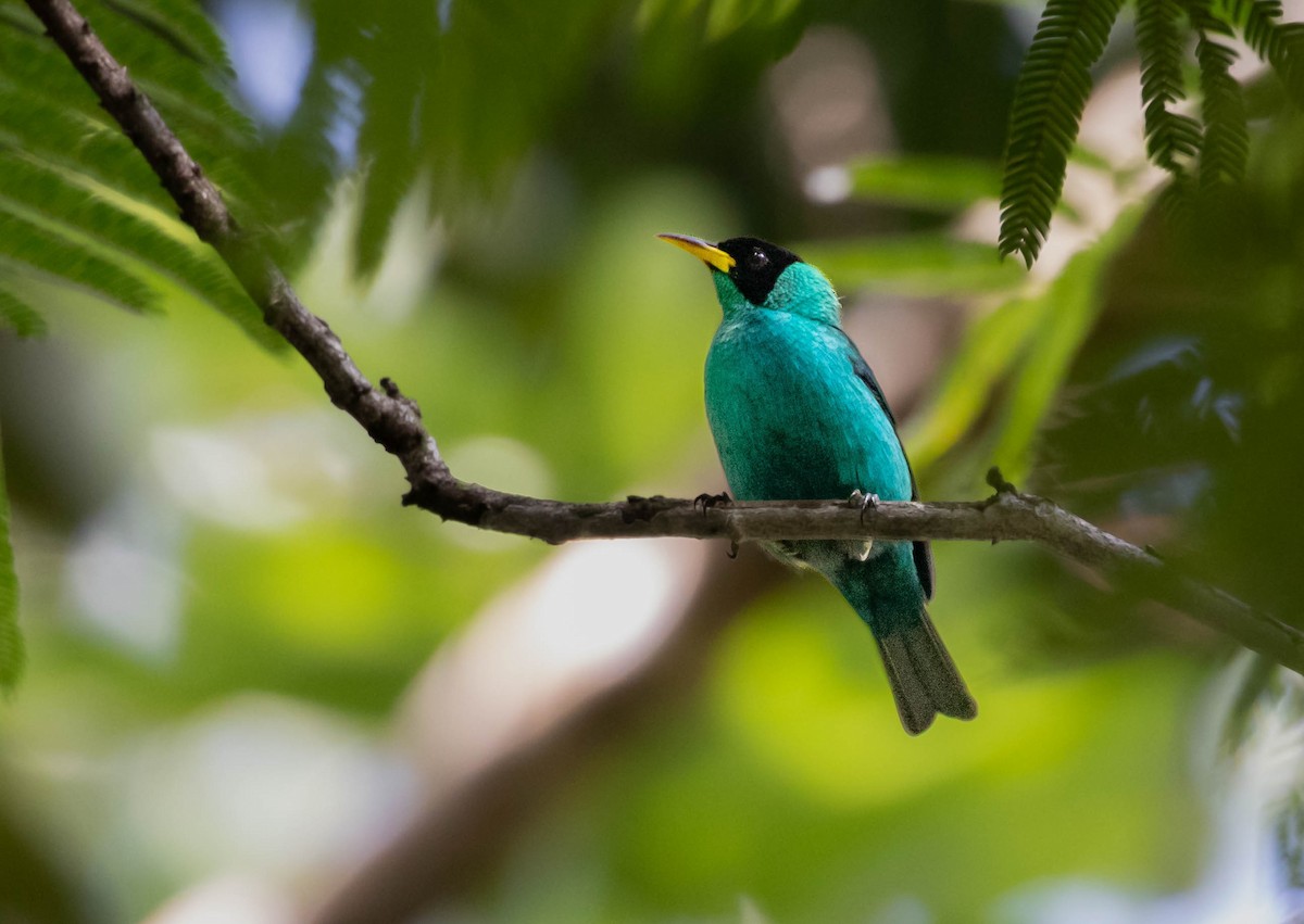 Green Honeycreeper - ML624134690