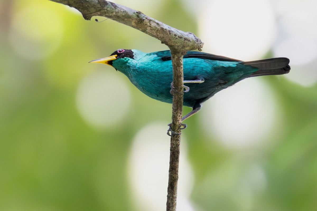 Green Honeycreeper - ML624134691