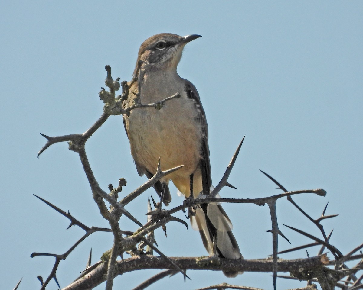 Northern Mockingbird - ML624134692