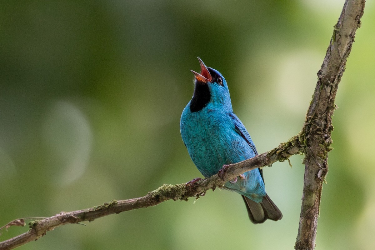 Blue Dacnis - ML624134700