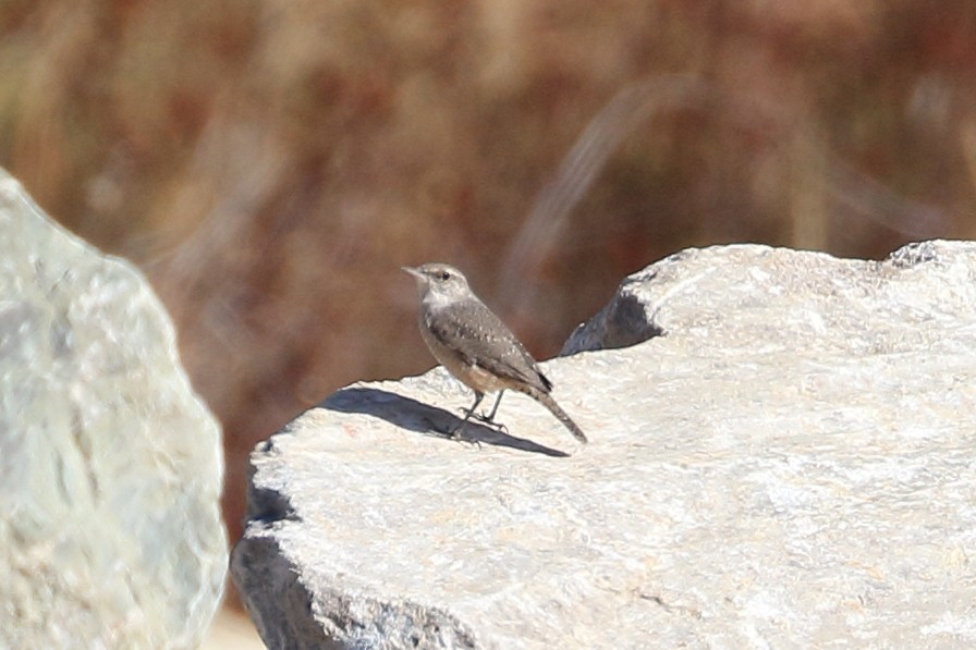 Rock Wren - ML624134701