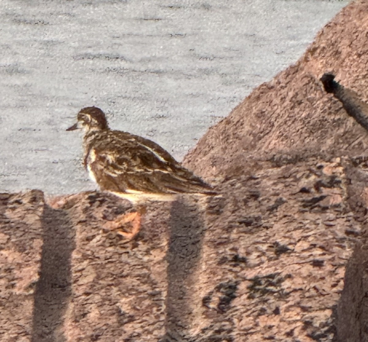 Ruddy Turnstone - ML624134712