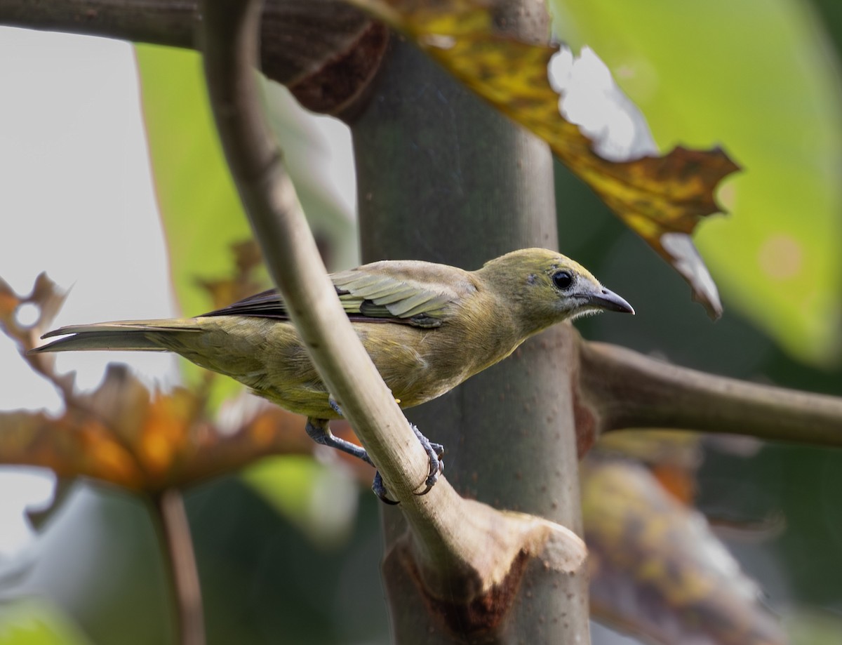 Palm Tanager - ML624134778