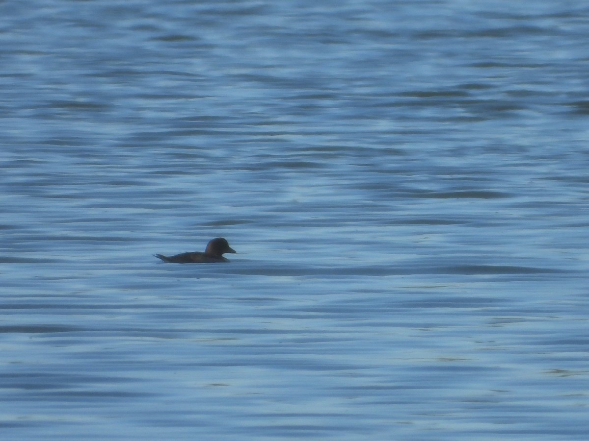 Common/Barrow's Goldeneye - Kellie Sagen 🦉