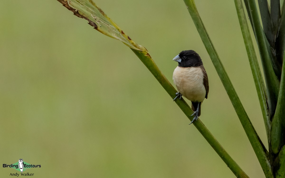 Hooded Munia - ML624134783