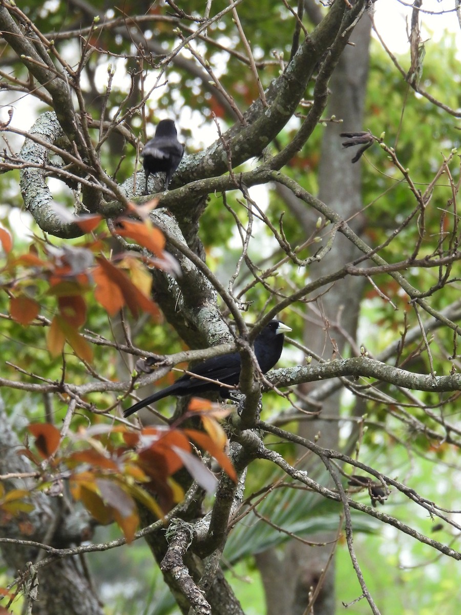 Solitary Black Cacique - ML624134797