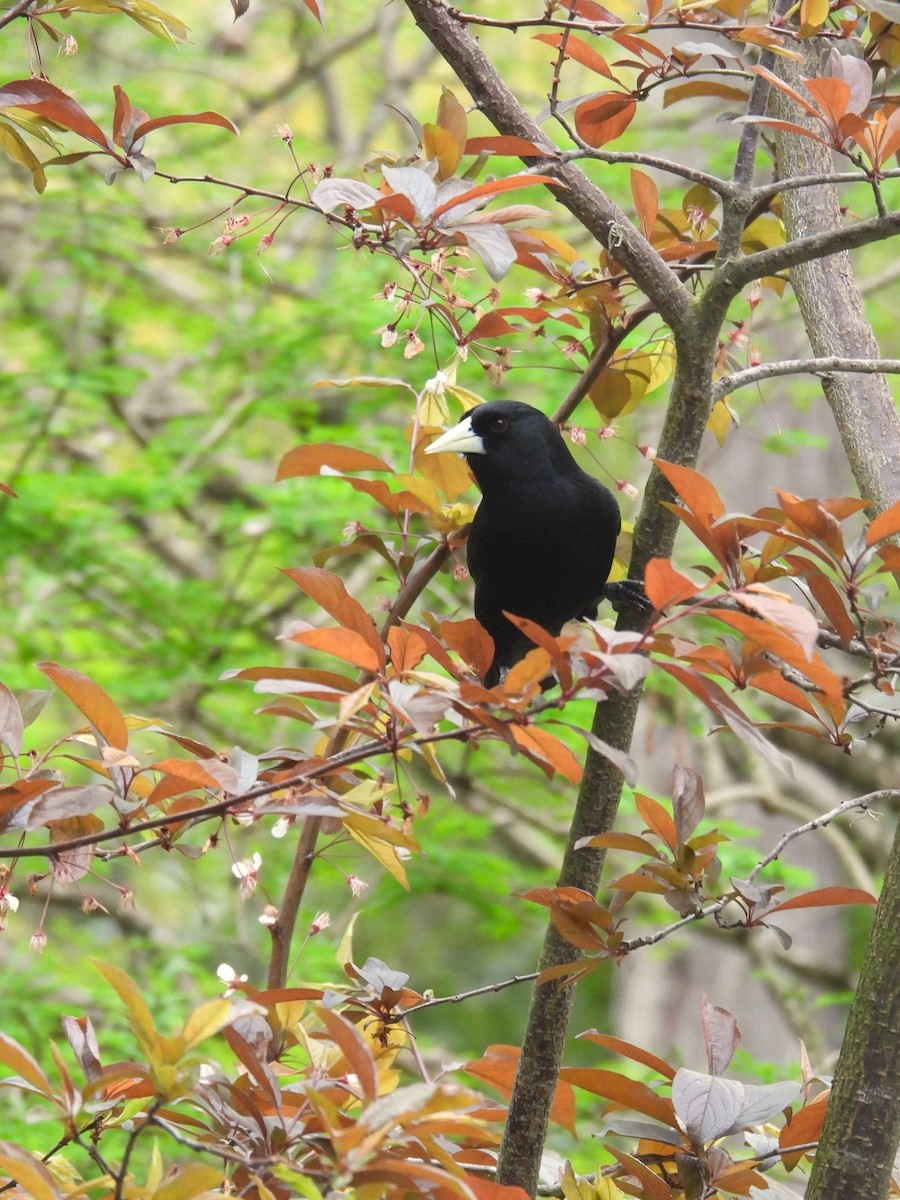 Solitary Black Cacique - ML624134798