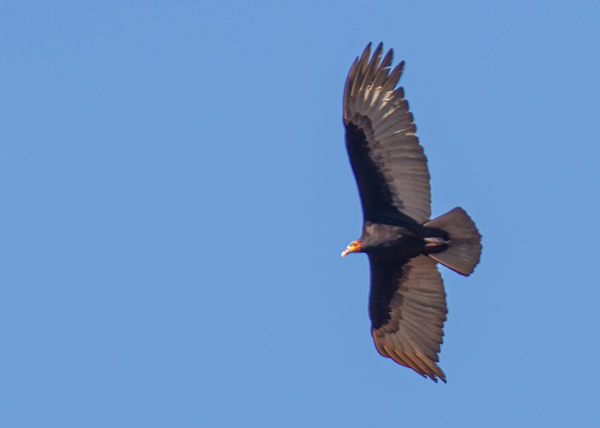 Lesser Yellow-headed Vulture - Daniel Esser