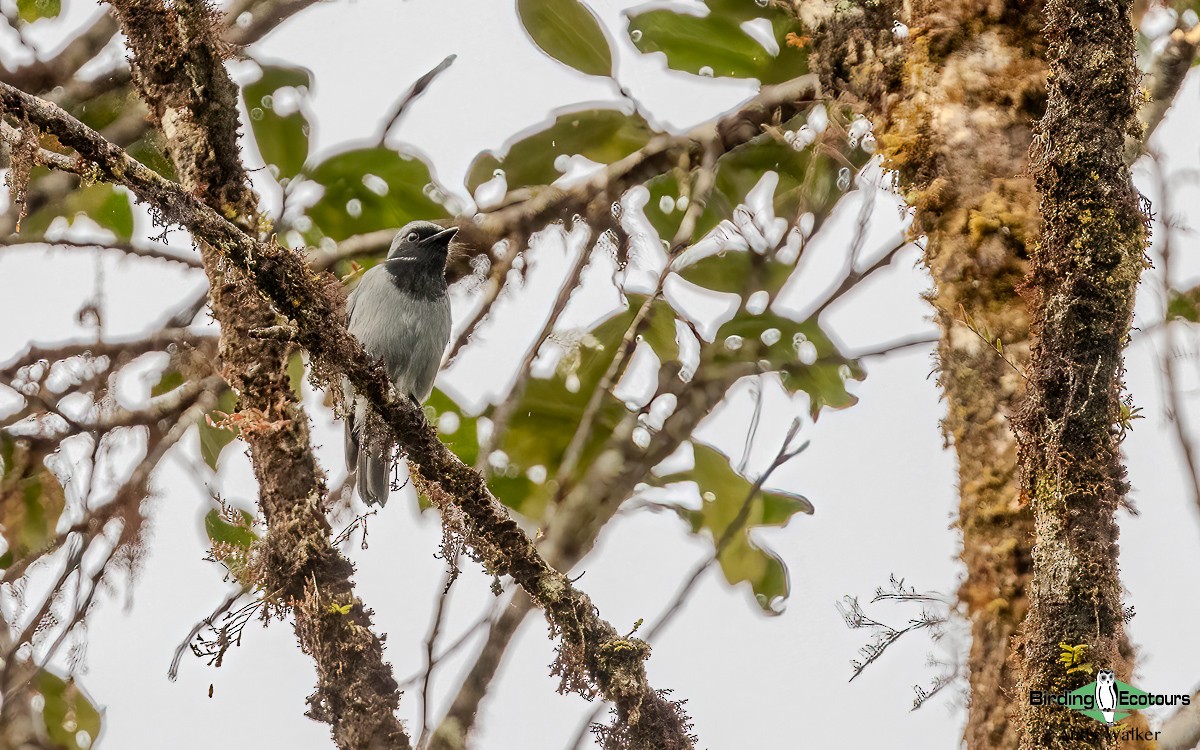 Black-throated Robin - ML624134837