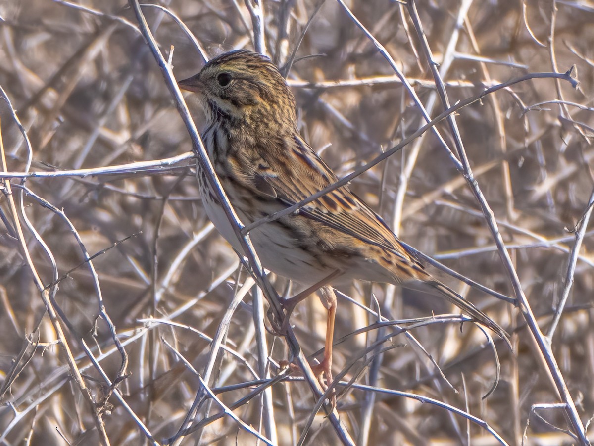 Savannah Sparrow - ML624134849