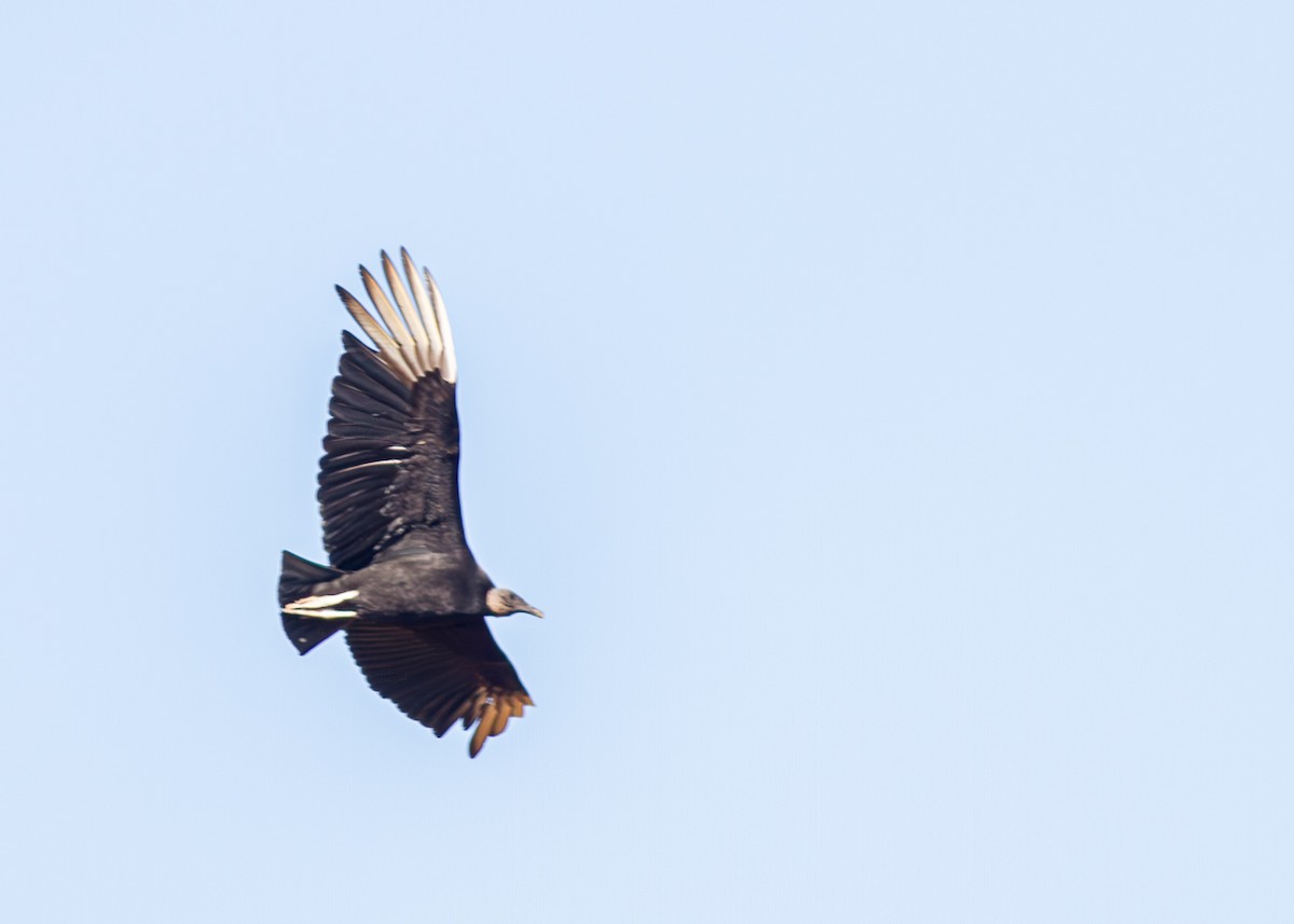 Black Vulture - ML624134868