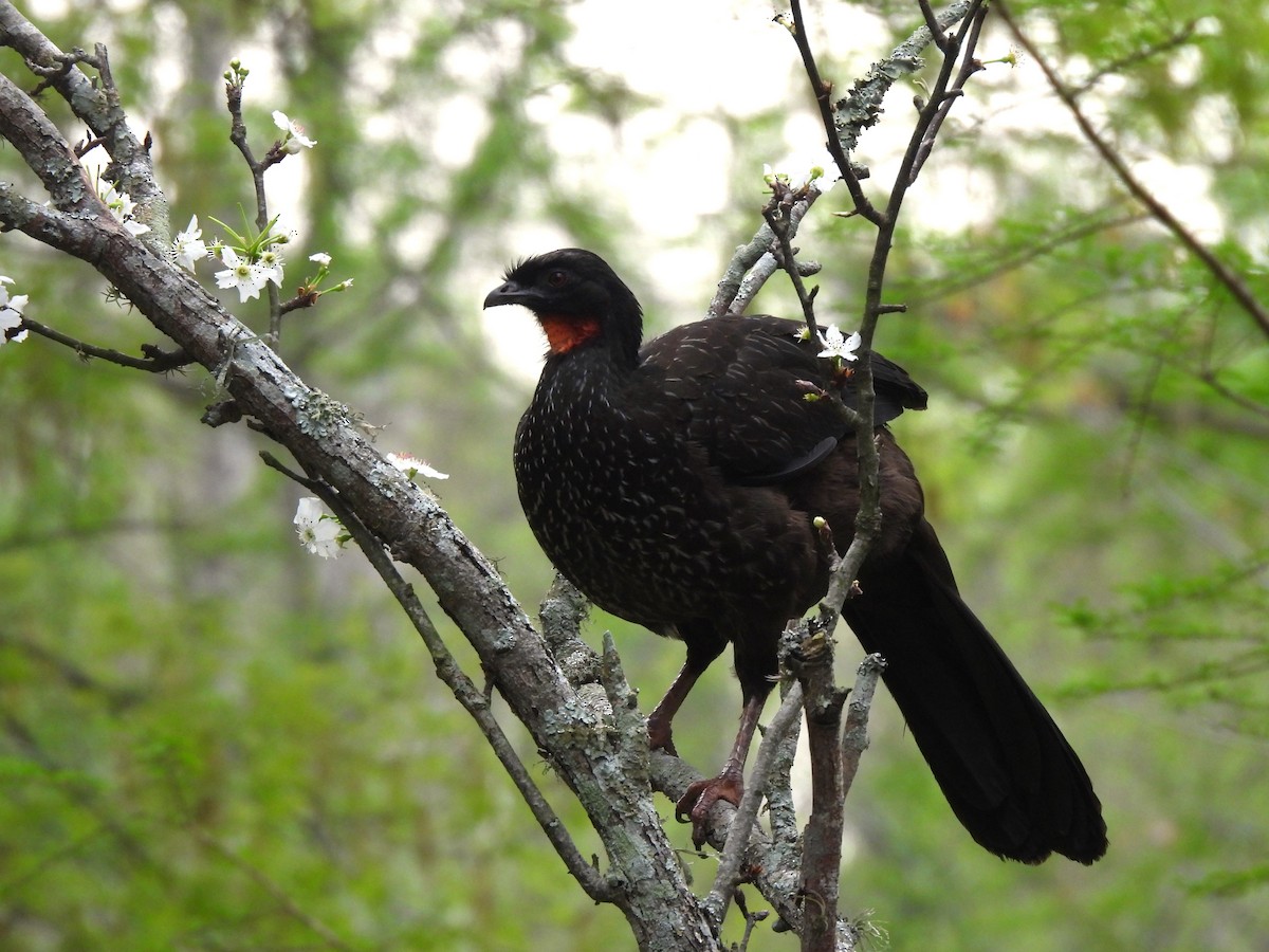 Dusky-legged Guan - ML624134870