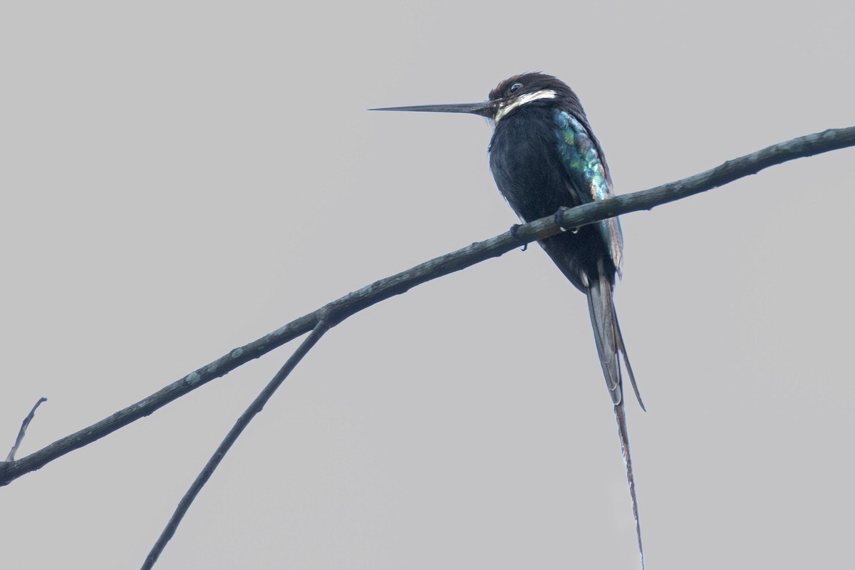 Paradise Jacamar - ML624134875