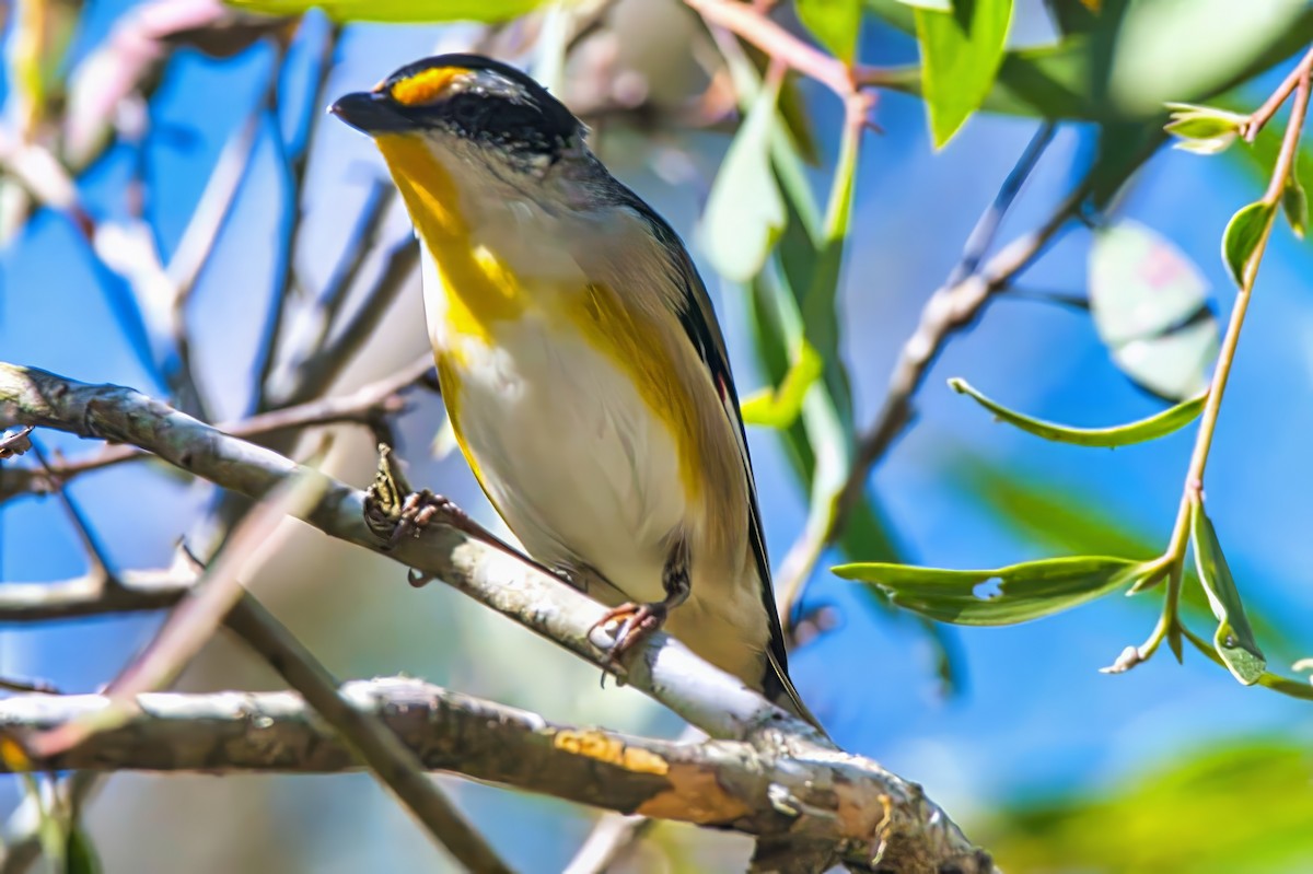 Çizgili Panterkuşu [melanocephalus grubu] - ML624134882